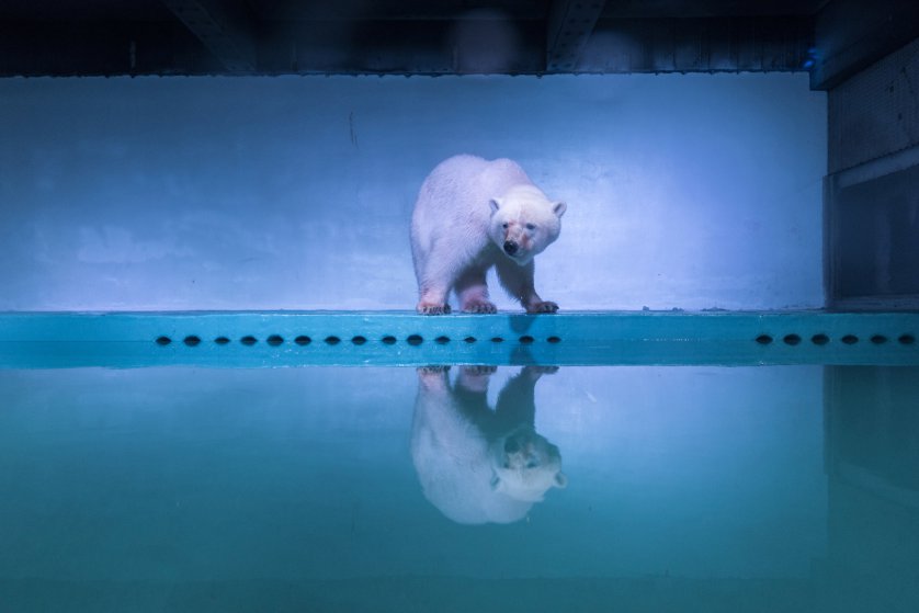 A polar bear is seen in an aquarium at the Grandview mall in Guangzhou, Guangdong province, China