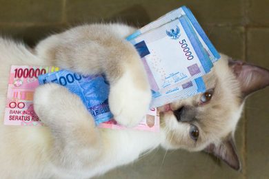 За сколько, кому и как украинские Facebook-блогеры продают личное мнение