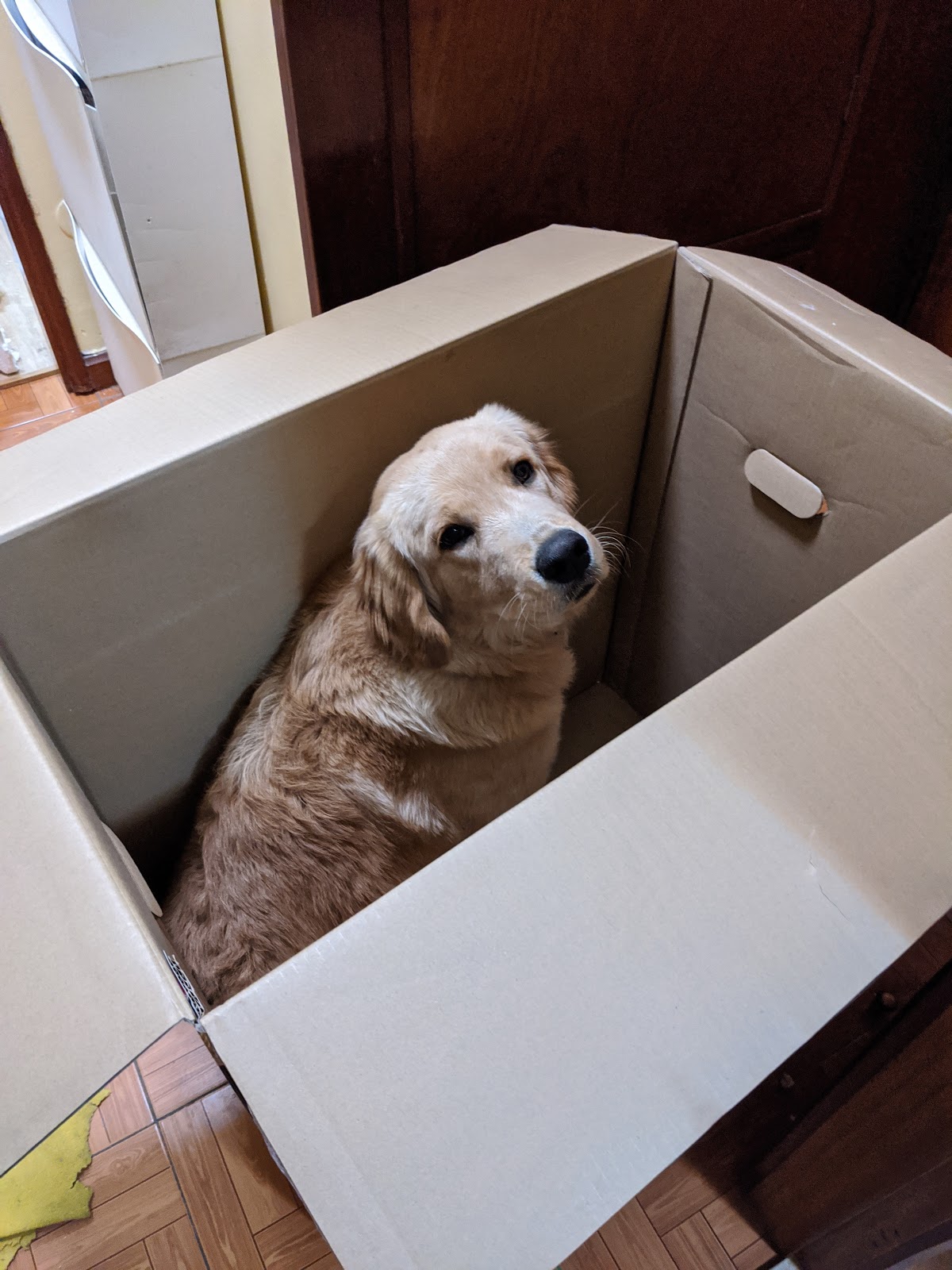 В коробке из-под корпуса поместился щенок золотистого ретривера