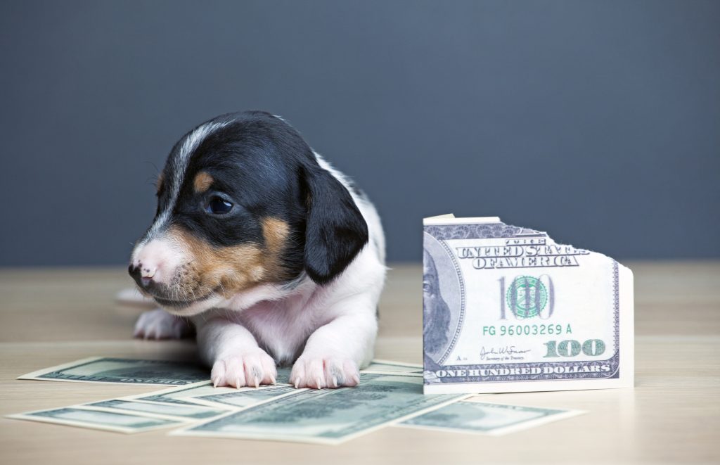 Cute puppy