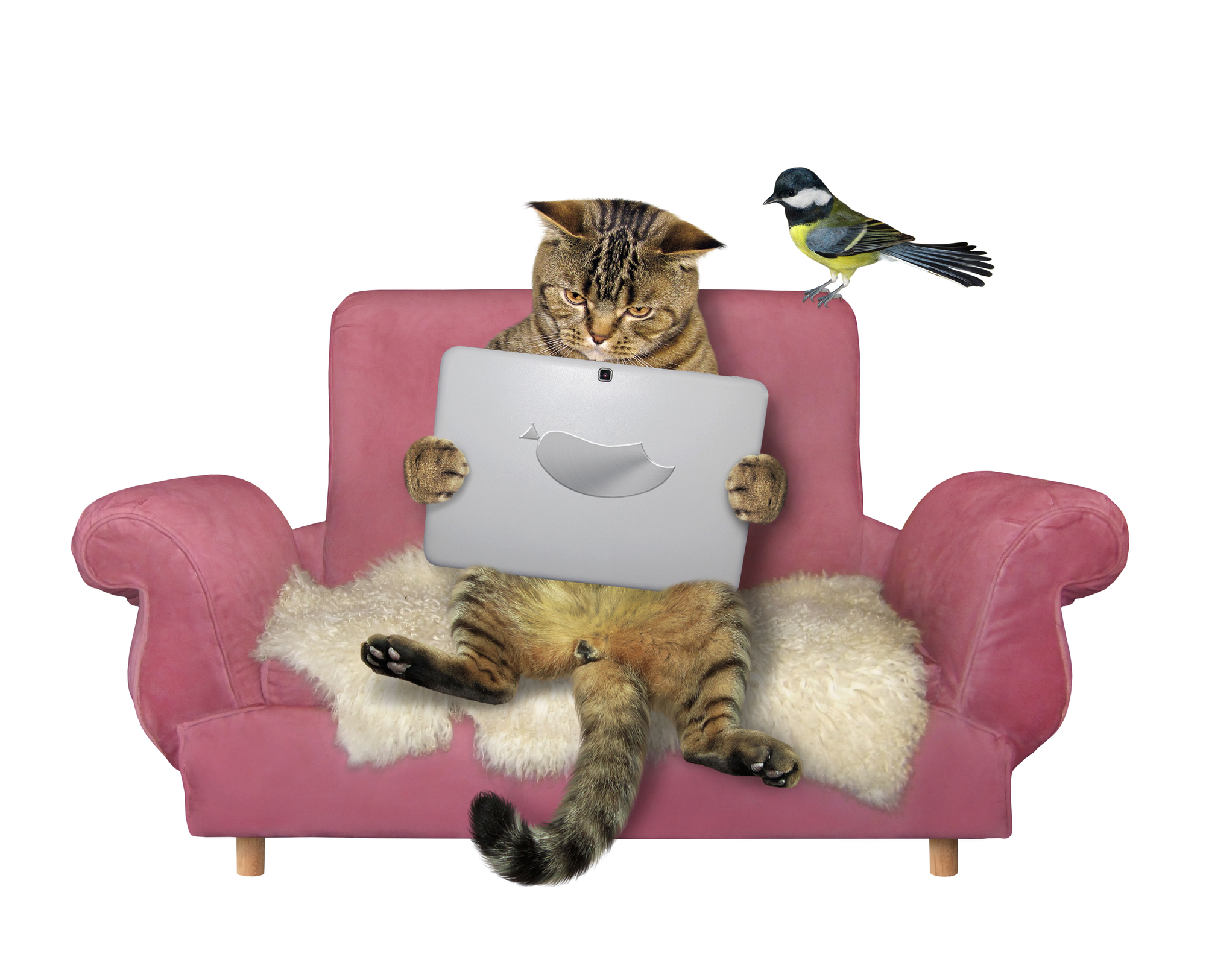 кот с ноутбуком