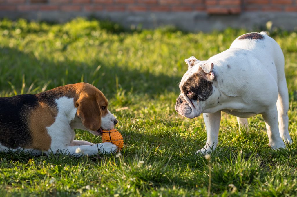 Greedy dog