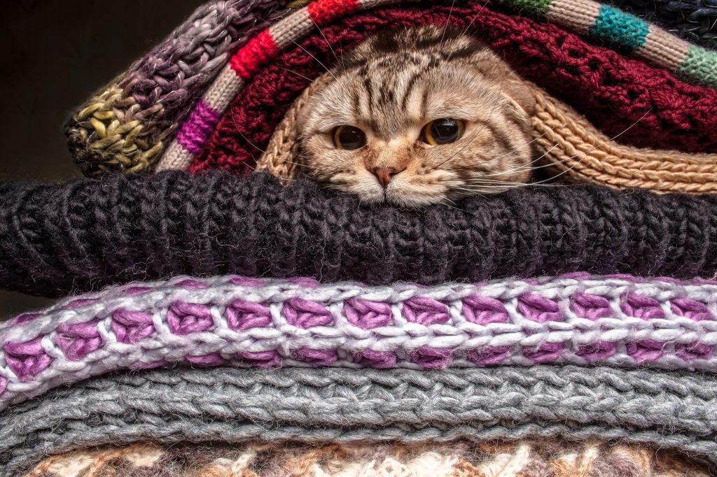 кот холодно