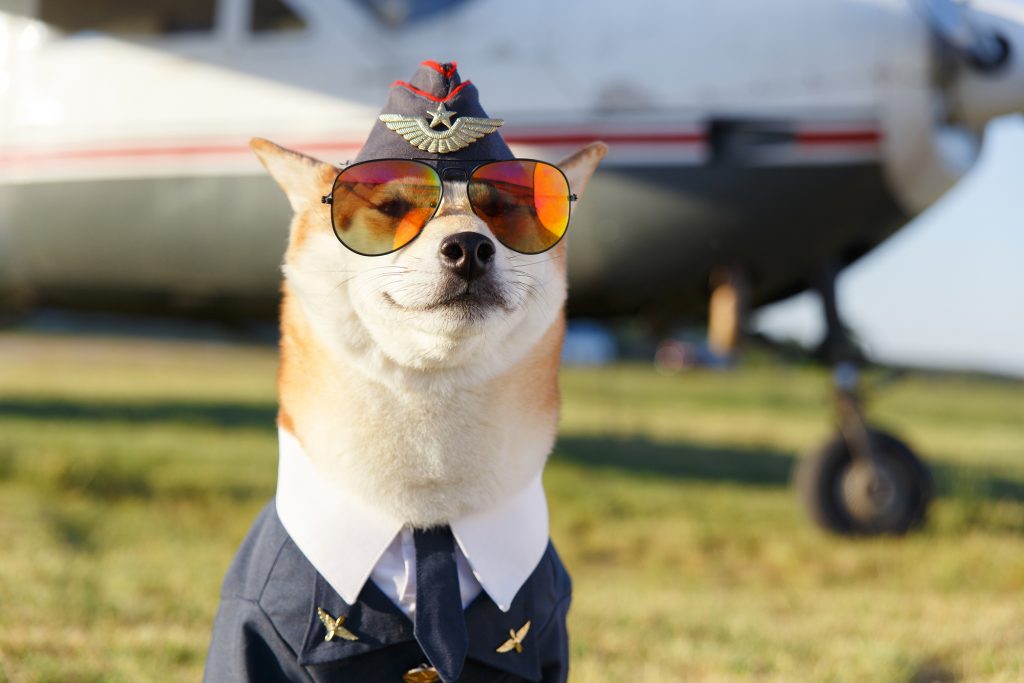 Funny photo of smiling Shiba Inu dog