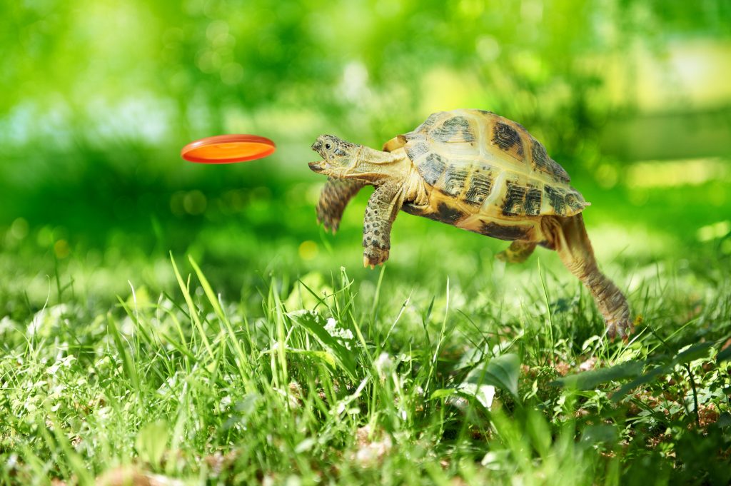 Turtle catches the frisbee