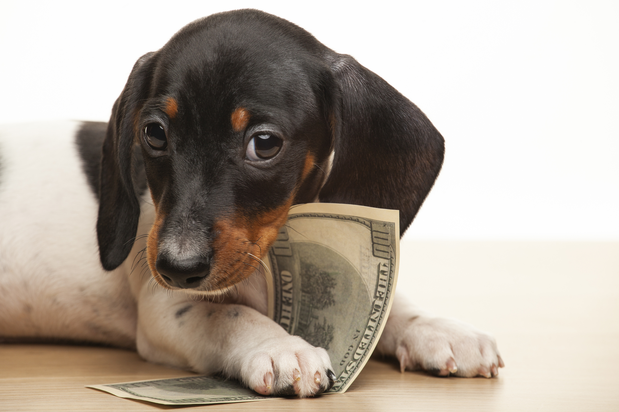 Cute puppy holding money