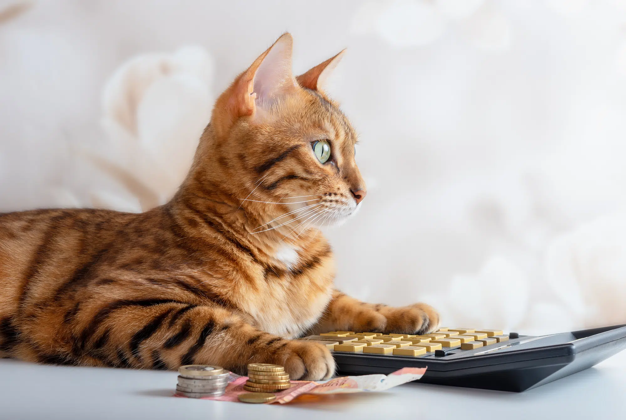 Bengal cat counts on a calculator, manage family budget, pay bil