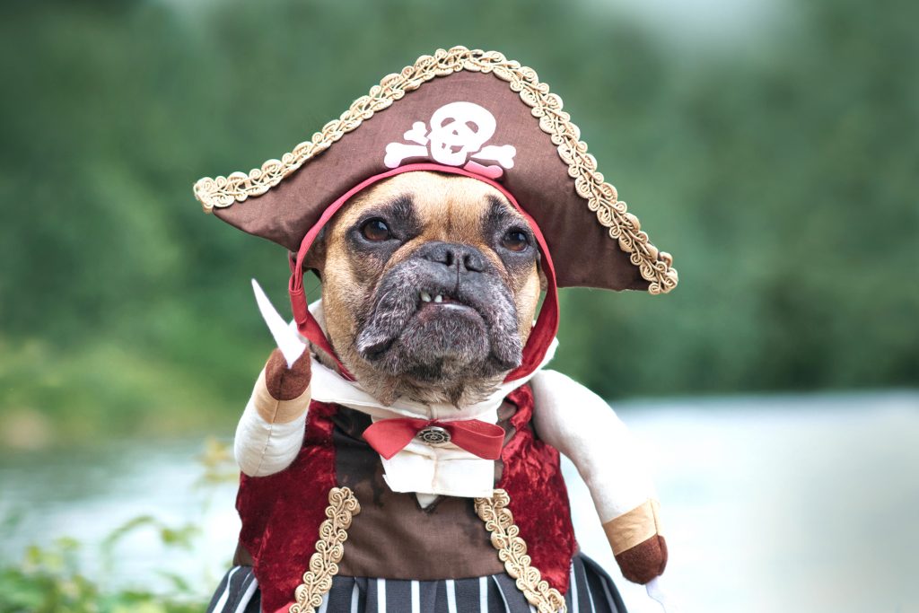 French Bulldog