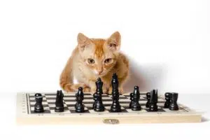 Кіт і шахи