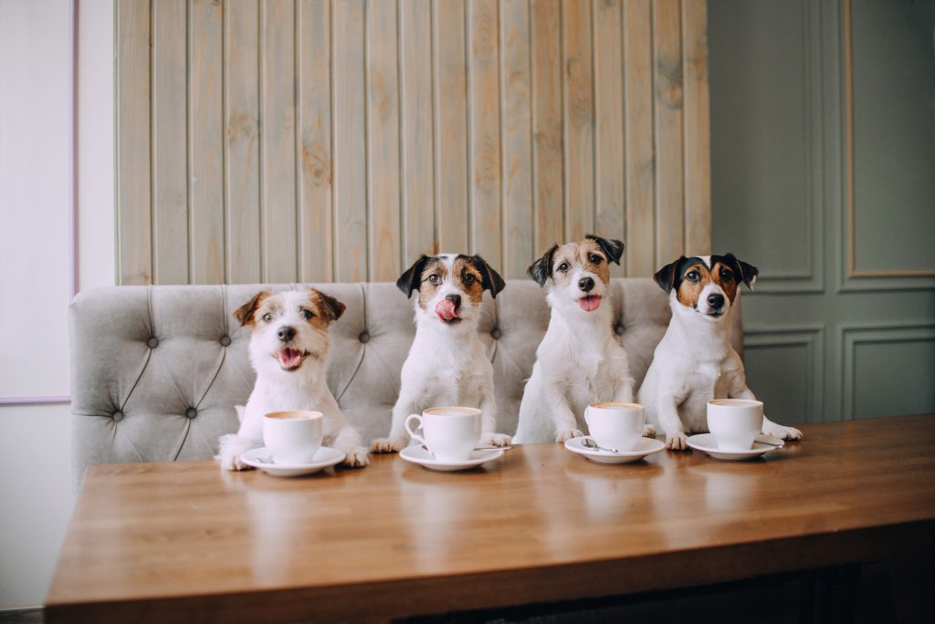 Four jack russell terriers sitting in front of cups