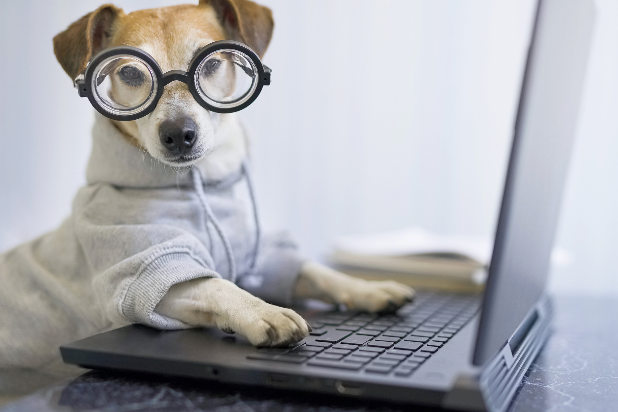 Cute dog using laptop