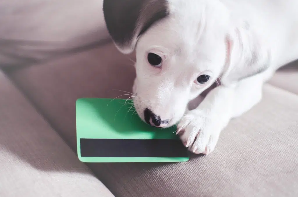 Small puppy dog , jack russell with credit card