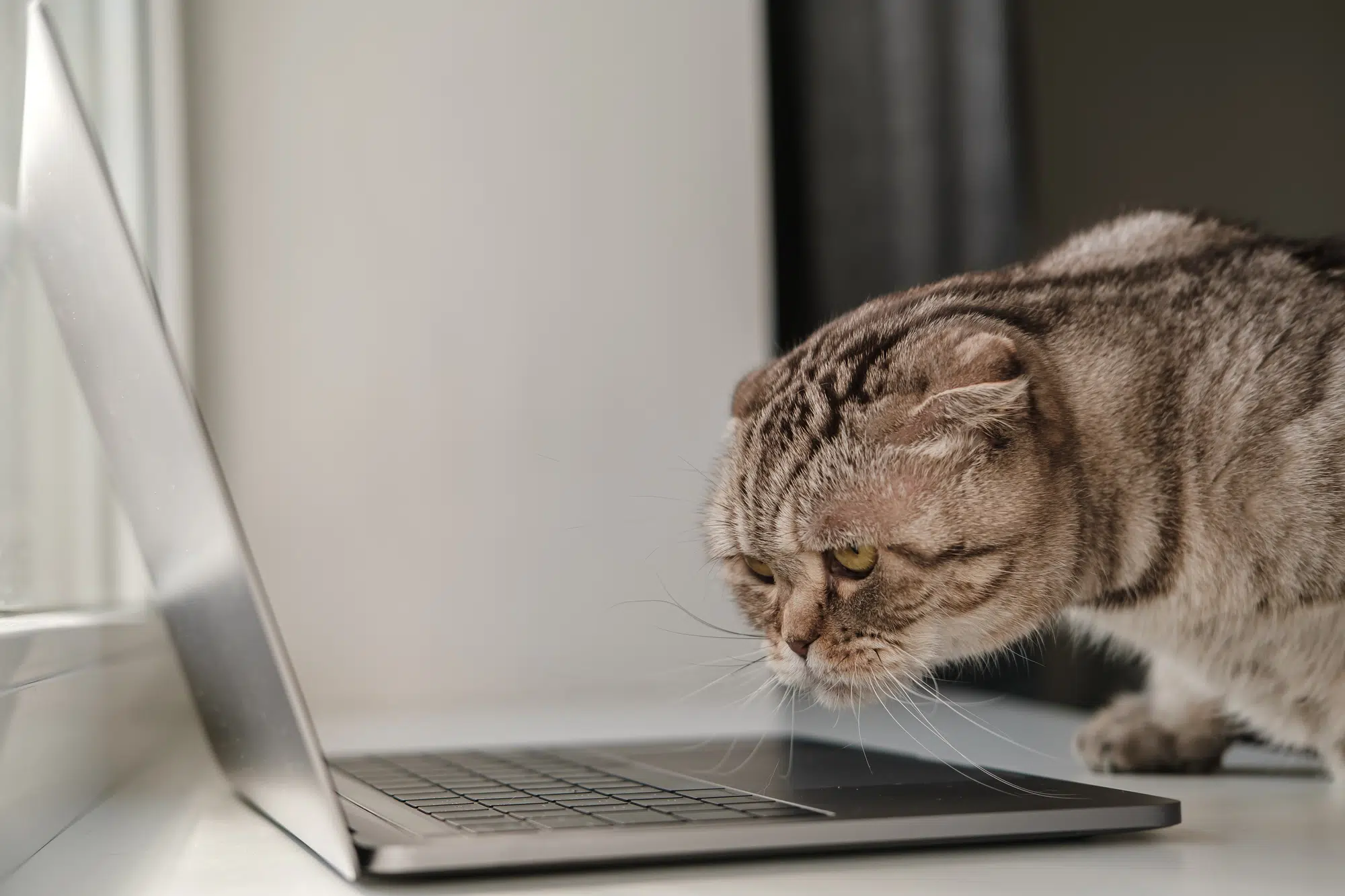 кіт і ноутбук