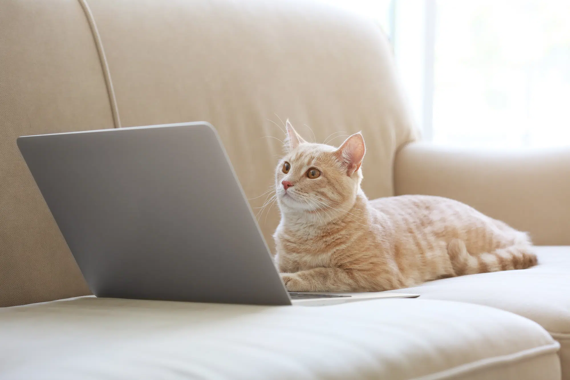 кіт ноутбук