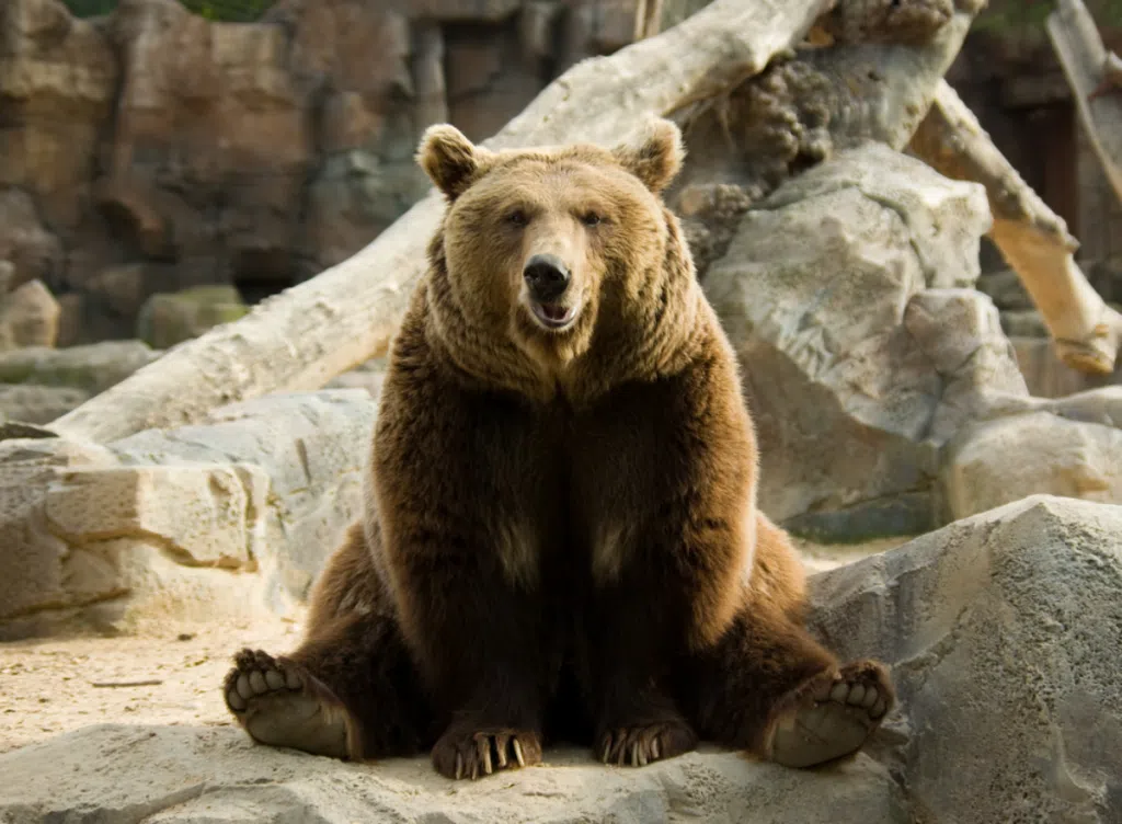 Brown bear on the background of wild nature