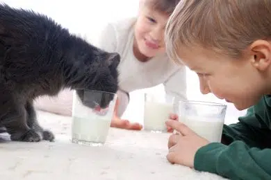 they all like milk