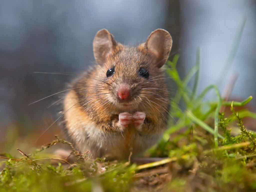 Cute wood mouse sitting on hind legs
