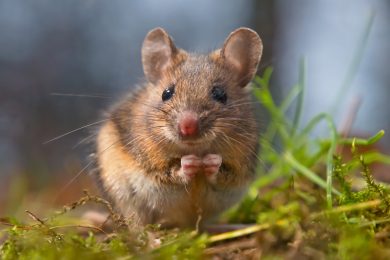 Cute wood mouse sitting on hind legs