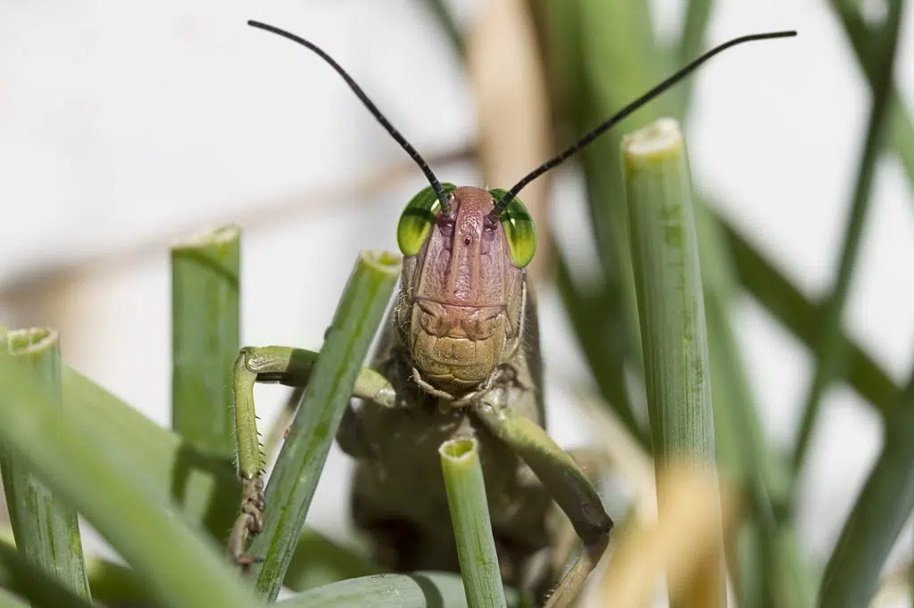 A cute little grasshopper with antennae peeks out in the grass