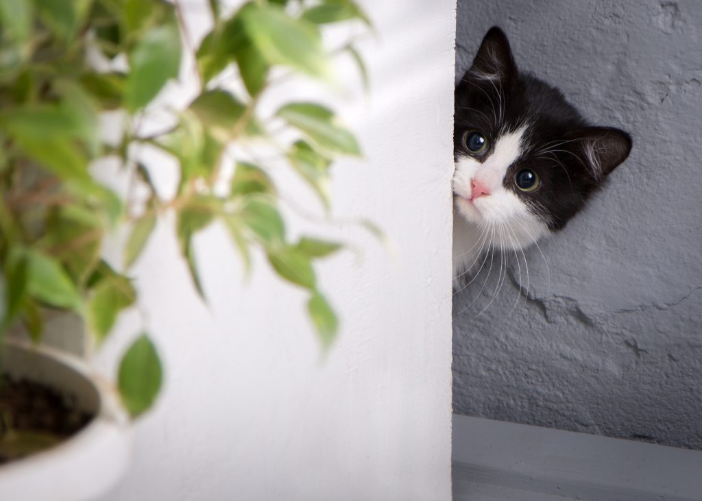 A cute kitten peeks from around the corner