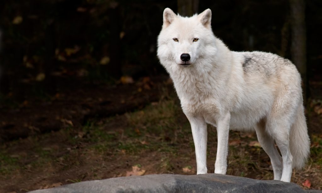 Arctic Wolf Looking at the Camera