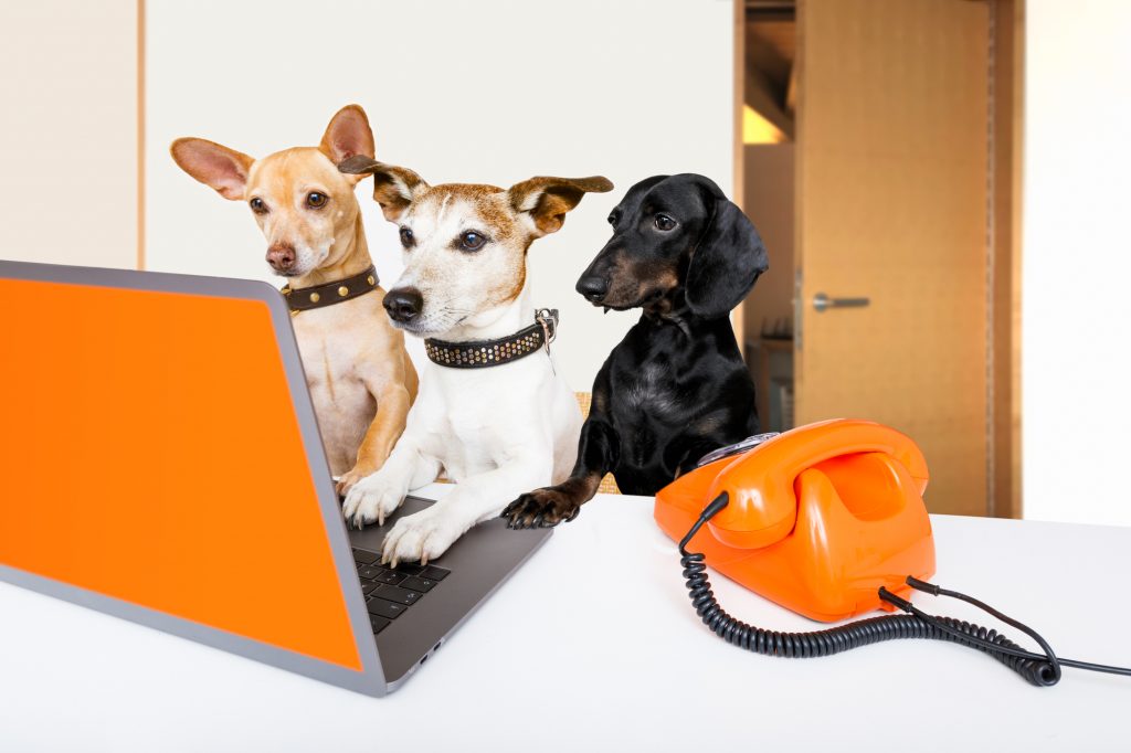boss management dogs in office