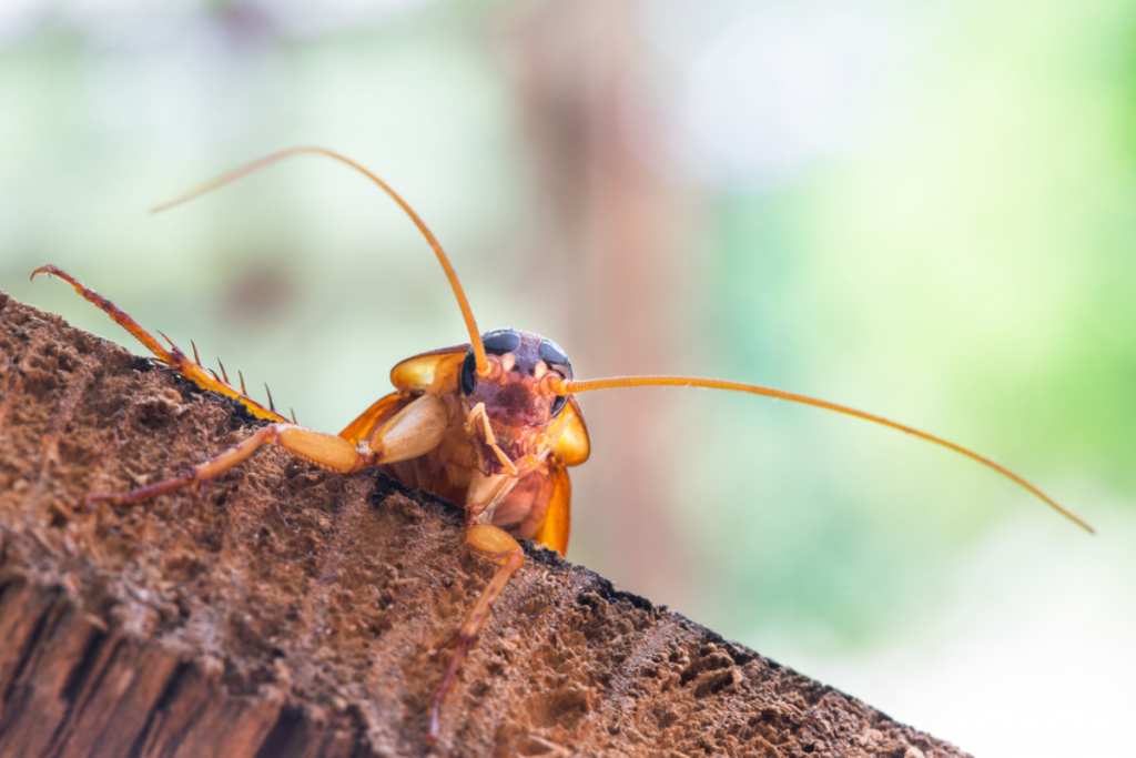 Cockroach on a wooden surface