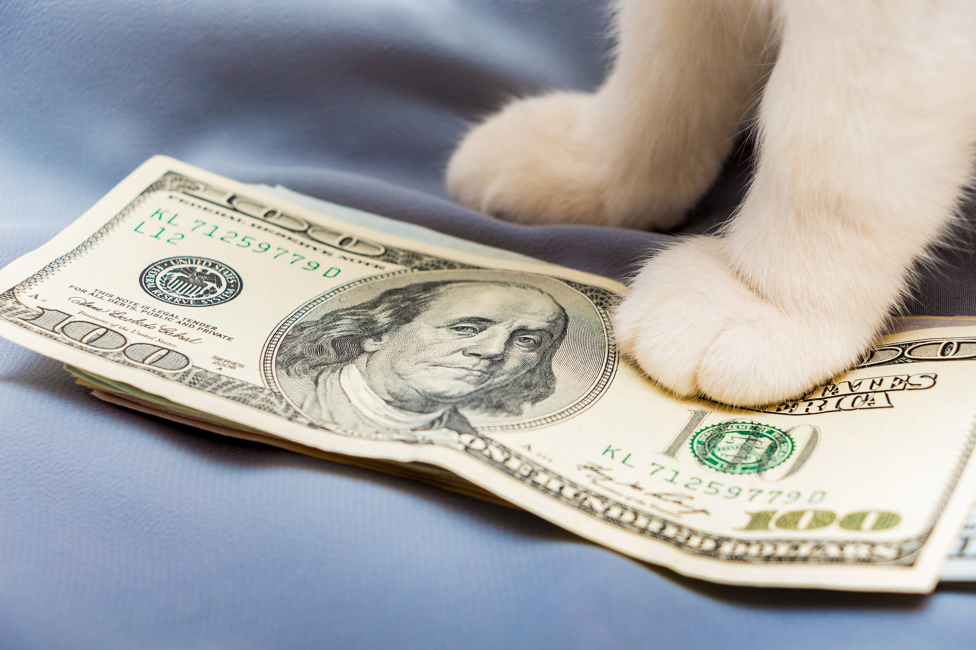 кіт і долари