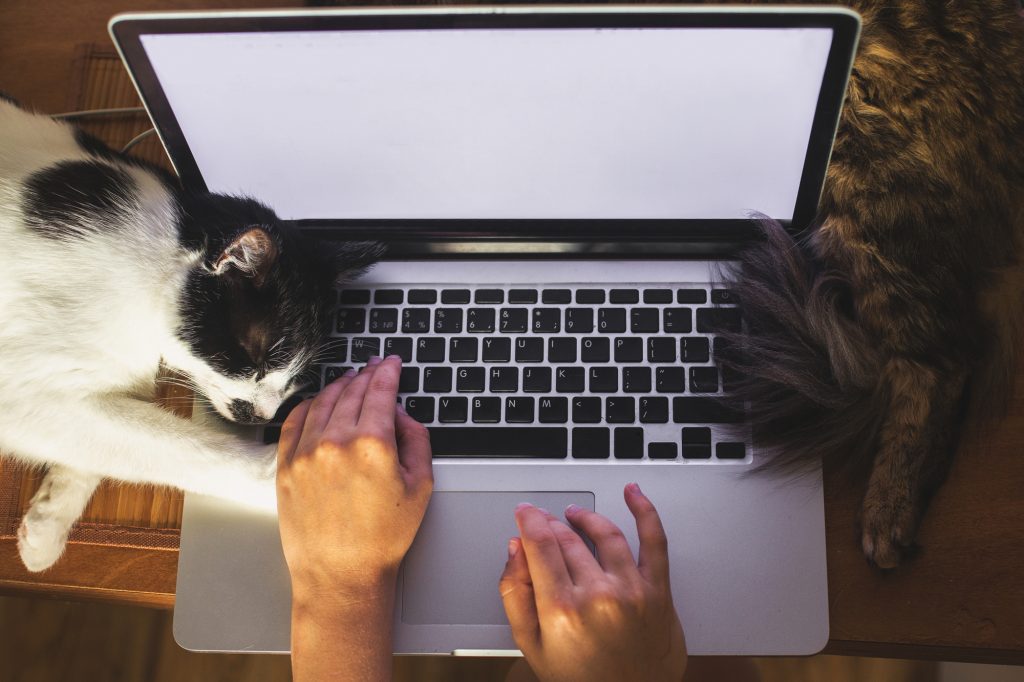 коти