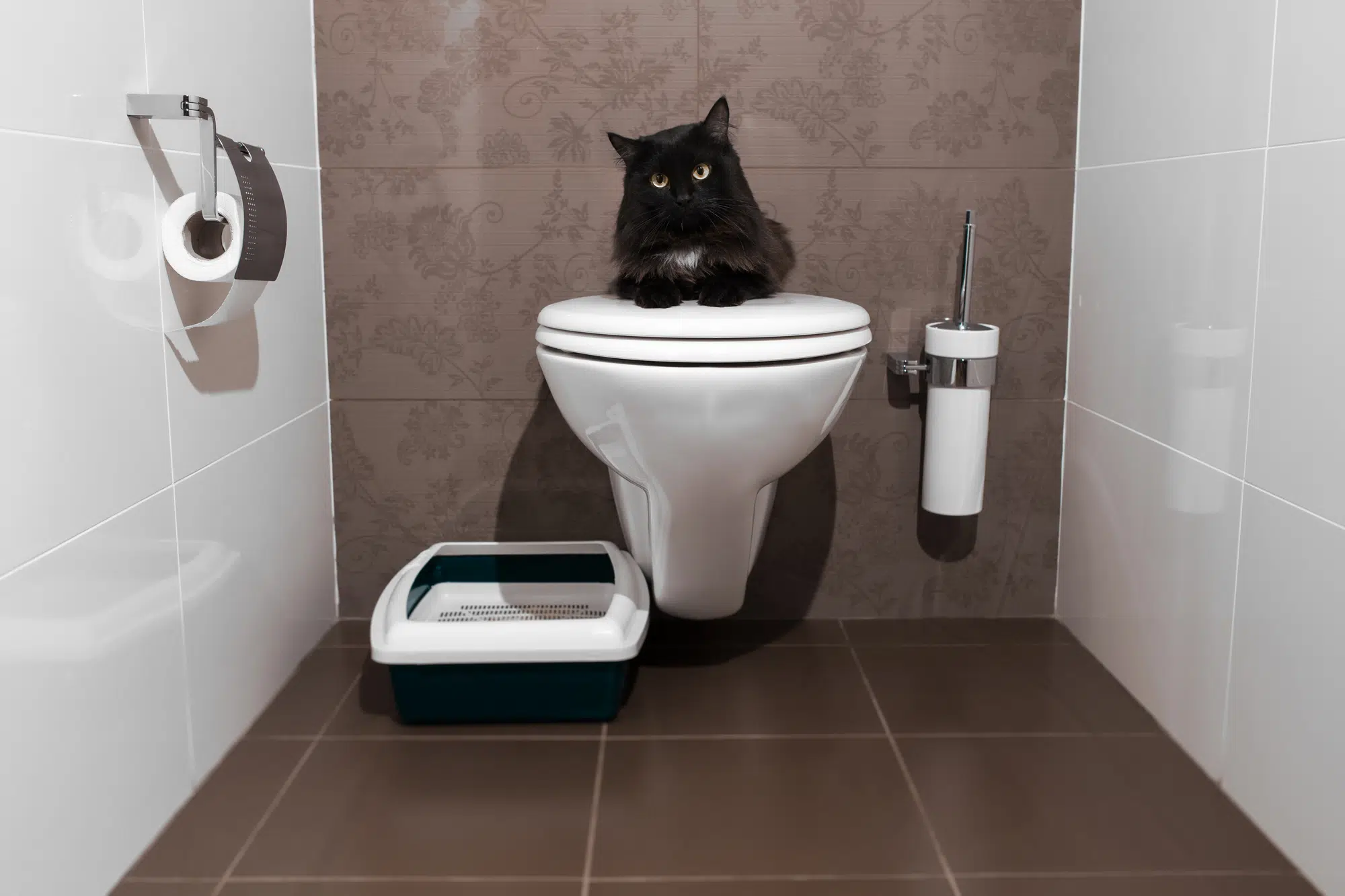 Cute kitten in the toilet
