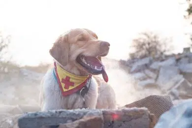 rescue dog works at the earthquake site