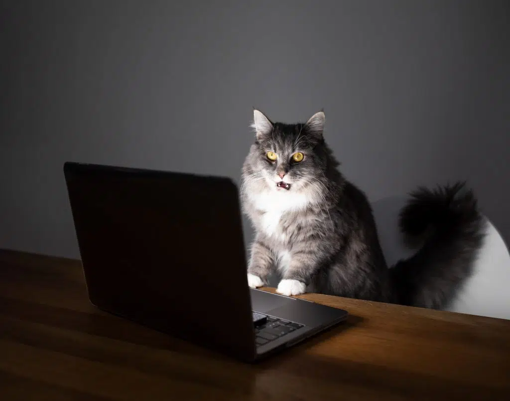 кіт дивиться в комп'ютер