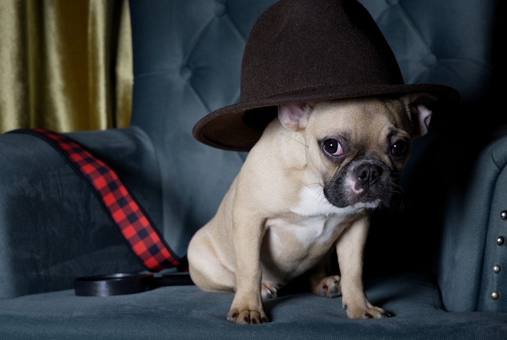 A bulldog dog in the form of a detective sits wearing a black hat in a dimly lit living room in a cozy armchair.
