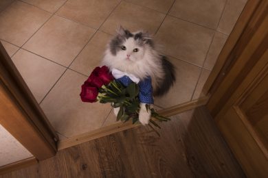 кіт і троянди