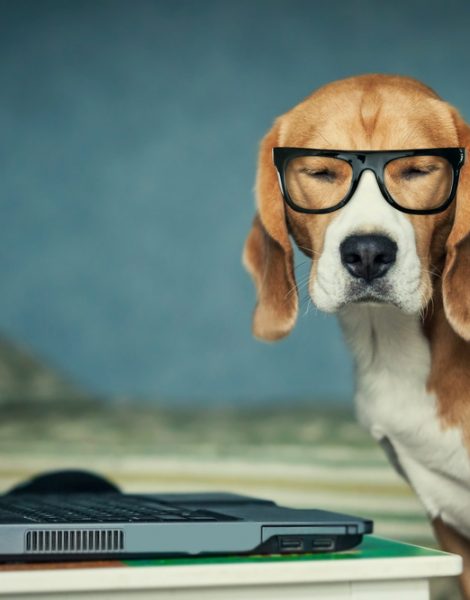 dog