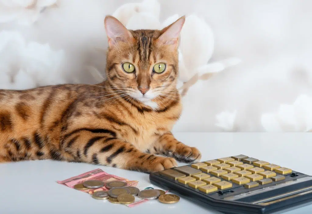 Bengal cat with bills and coins on the background of the room