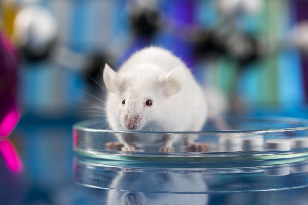 White laboratory mouse