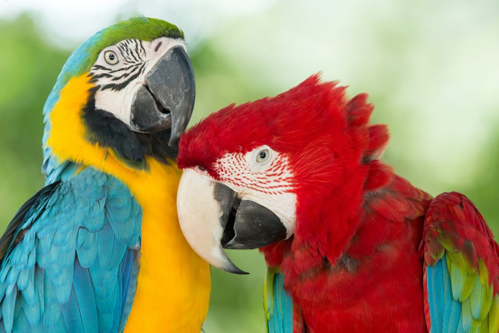 Pair of colorful Macaws parrots