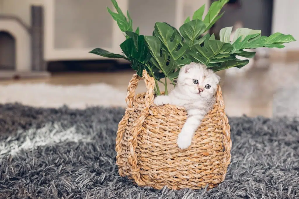 Small cute British kitten hiding in wicker basket with flowers. Portrait of a playful kitten.