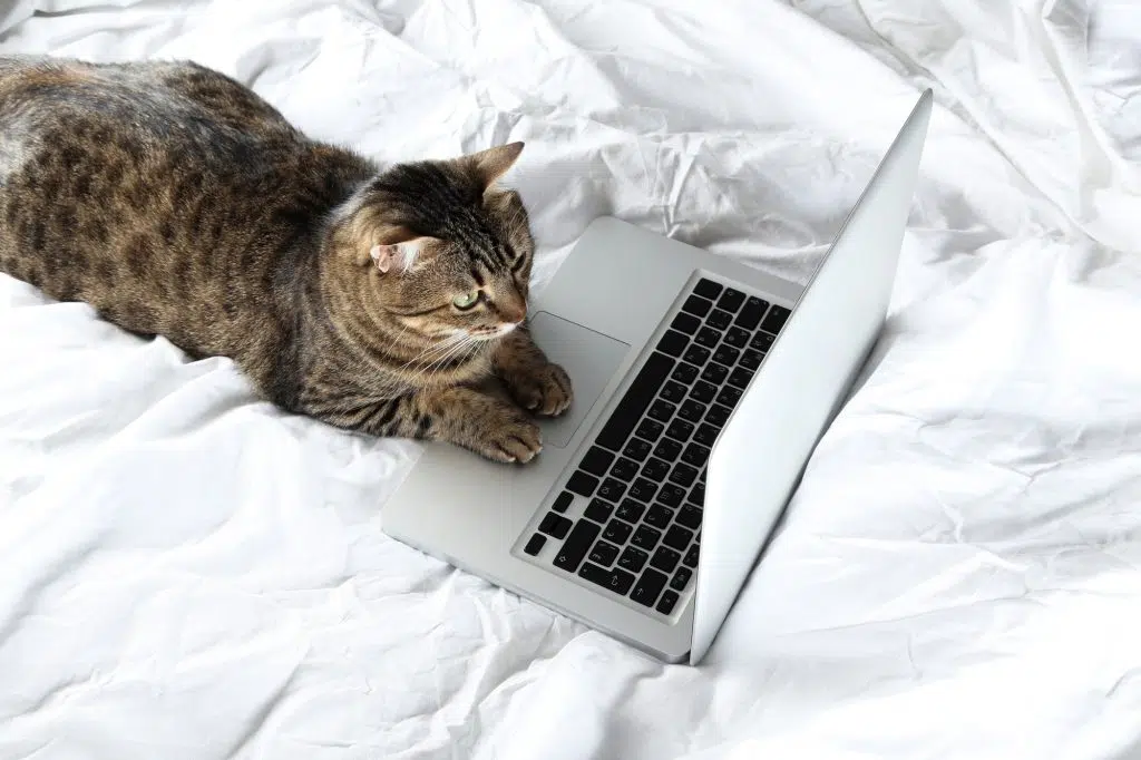 Beautiful cat with laptop computer lying on white bed