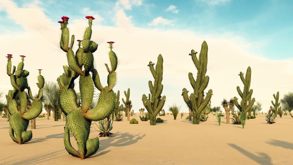 Sunset in the Desert with Cacti
