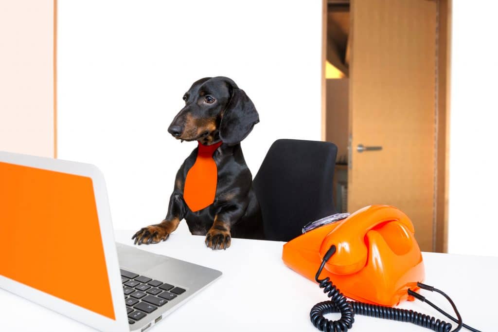 sausage dachshund dog with glasses as secretary or operator with red old dial telephone or retro classic phone and pc laptop computer
