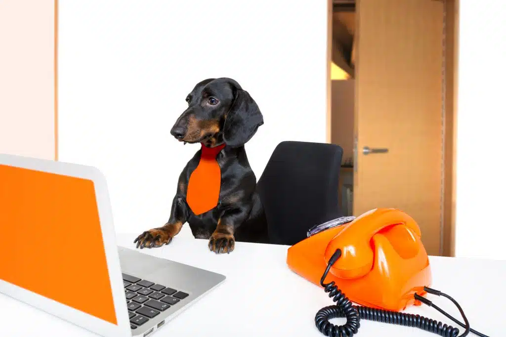 sausage dachshund dog with glasses as secretary or operator with red old  dial telephone or retro classic phone and pc laptop computer