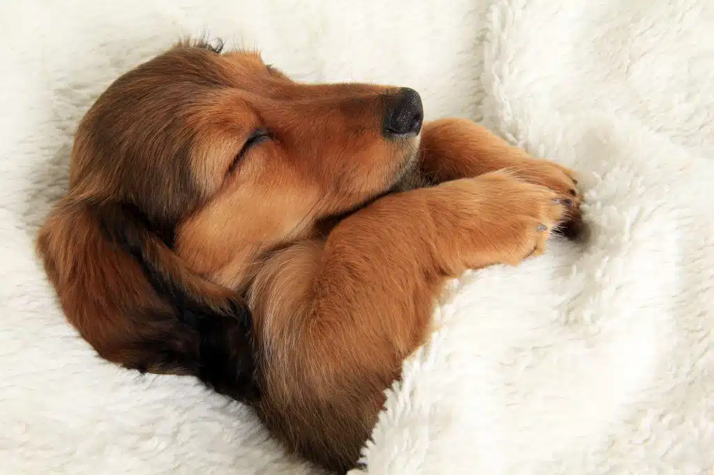 Longhair dachshund puppy sleeping in her bed.