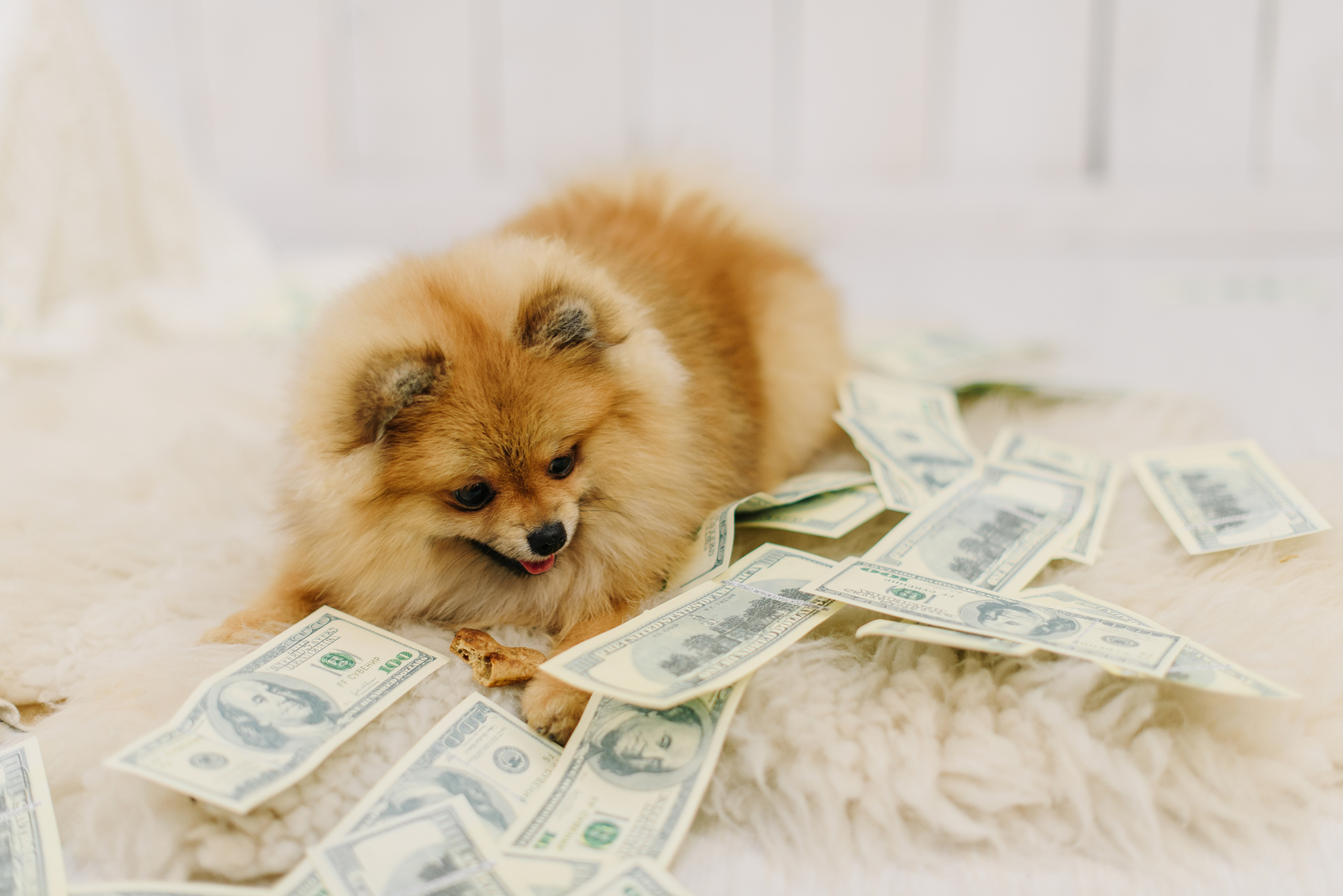Fluffy little dog lies among dollars on white carpet
