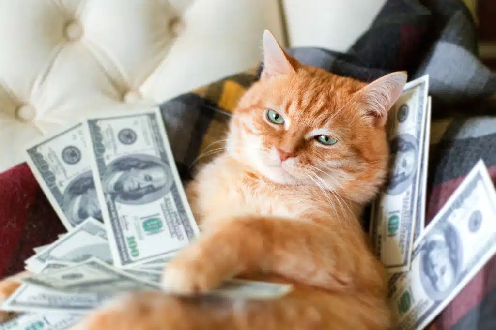 кіт і гроші