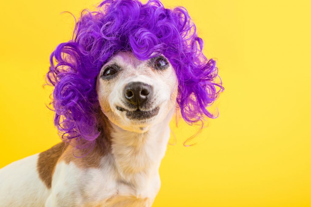 Confused dog Kack Russell terrier face. weird funny smile. Curly lilac wig yellow background