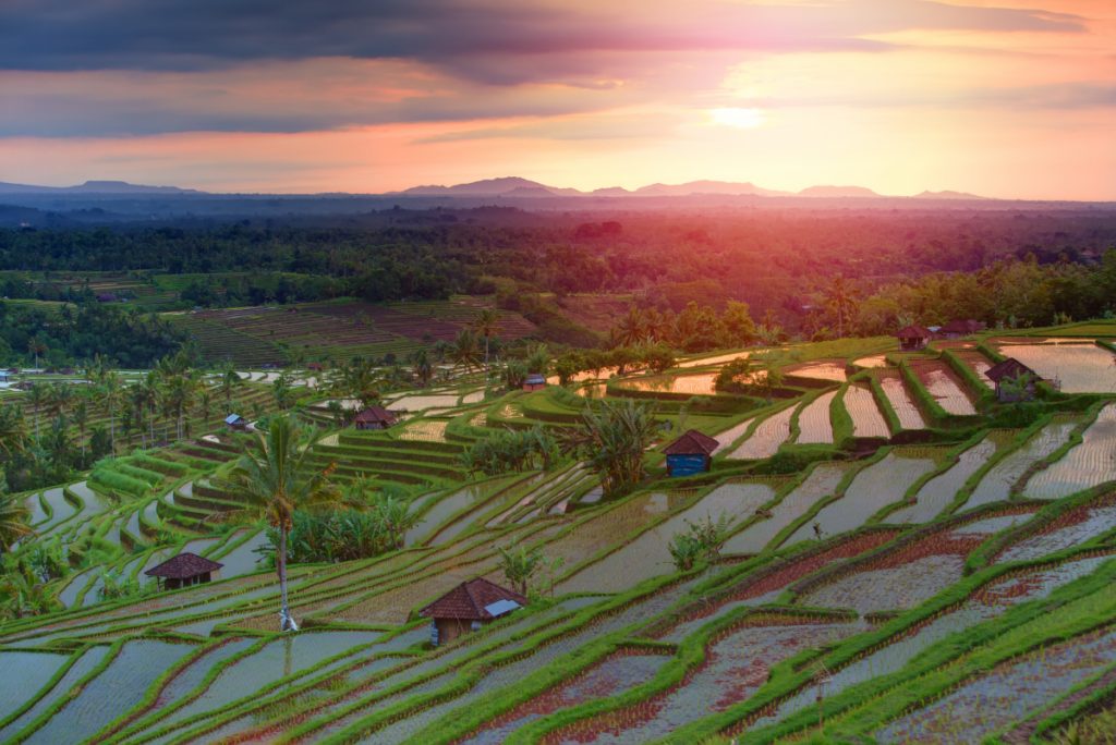 Рисові поля на Балі