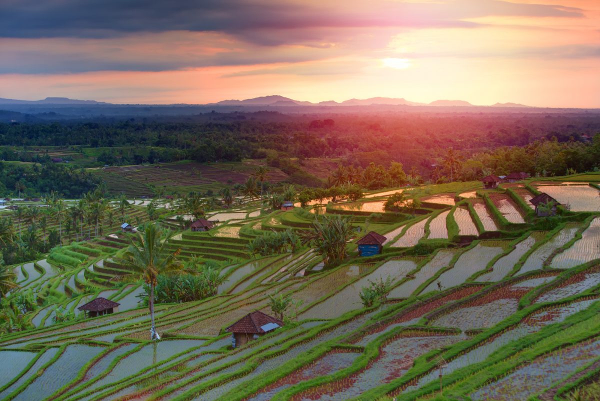 Рисові поля на Балі