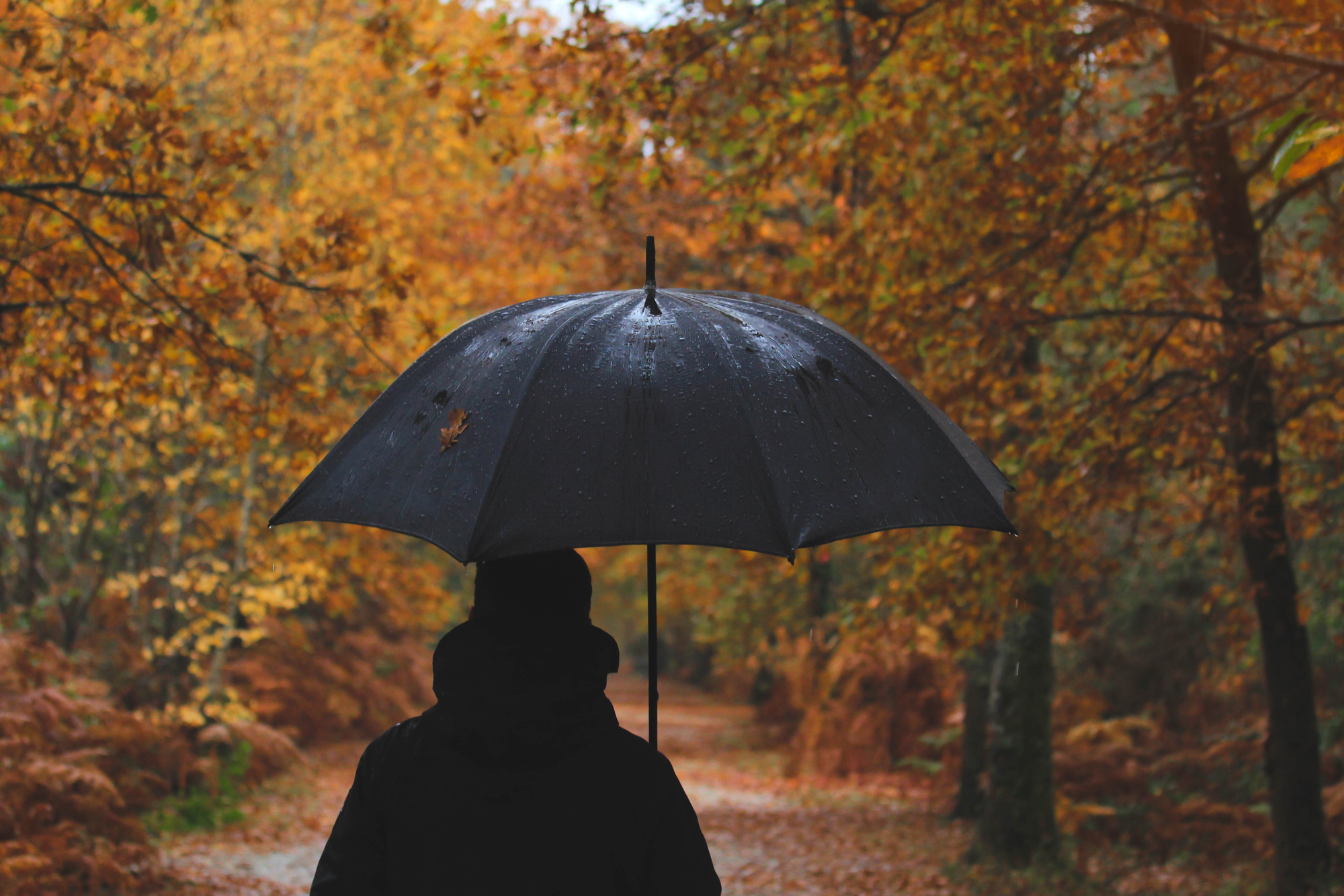 людина йде під чорною парасолькою надворі осінь